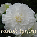 Бегония клубневая (Begonia tuberosa) Amerihybrid Ruffled White, 3 драже