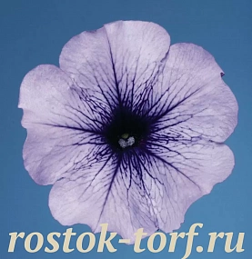 Big pack Петуния многоцветковая (Petunia hybrida F1 multiflora) Celebrity Blue Ice, 30 драже