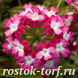 Вербена гибридная(Verbena hybrida) Obsession Twister Red, 5 семян