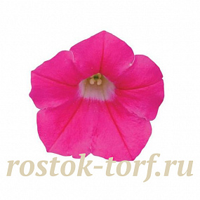 Петуния ампельная мелкоцветковая (Petunia trayling F1) Shock Wave Rose, 5 драже