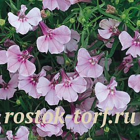 Big pack Лобелия еринус (Lobelia erinus) Riviera Lilac, 50 мультидраже