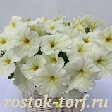 Big pack Петуния многоцветковая Petunia x hybrida My Love (Amore Mio) F1 White, 30 драже
