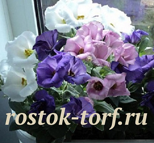 Эустома(Лизиантус) (Eustoma grandiflorum) Carmen MIX, 5 драже