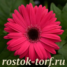 Гербера (Gerbera jamesonii) Mega Revolution Bright Rose with Dark Eye, 3 шт обраб. семян