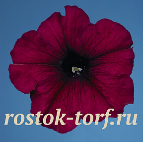 Петуния многоцветковая (Petunia hybrida F1 multiflora) Celebrity Burgundy, 10 драже