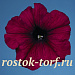 Петуния многоцветковая (Petunia hybrida F1 multiflora) Celebrity Burgundy, 10 драже