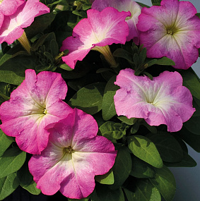Петуния многоцветковая (Petunia multiflora F1) Mambo GP pink morn, 10 драже