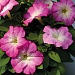 Петуния многоцветковая (Petunia multiflora F1) Mambo GP pink morn, 10 драже