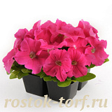 Big pack Петуния крупноцветковая (Petunia grandiflora F1) Ez Rider Deep Pink, 30 драже