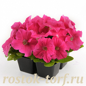 Big pack Петуния крупноцветковая (Petunia grandiflora F1) Ez Rider Deep Pink, 30 драже