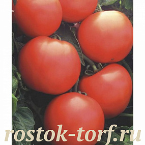 Big pack Томат детерминантный Дебют F1, 25 семян