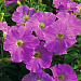 Петуния мелкоцветковая (Petunia milliflora) Picobella Lavender, 5 драже