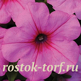 Петуния ампельная (Petunia trayling F1) Easy Wave Pink Passion, 5 драже
