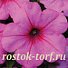 Петуния ампельная (Petunia trayling F1) Easy Wave Pink Passion, 5 драже