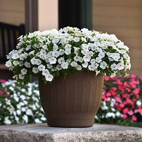 Петуния ампельная мелкоцветковая (Petunia trayling F1) Shock Wave White , 5 драже
