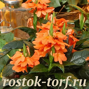 Кроссандра (Crossandra) Tropic Flame, 3 шт