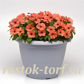 Катарантус розовый (Vinca rosea) Tattoo Orange, 5 семян