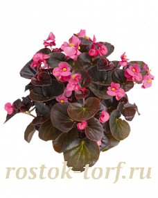 Бегония вечноцветущая Begonia semperflorens Cocktail® Tequila, 10 драже