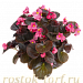 Бегония вечноцветущая Begonia semperflorens Cocktail® Tequila, 10 драже
