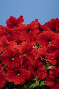 Петуния многоцветковая (Petunia hybrida F1 multiflora) Celebrity Red, 10 драже