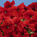 Петуния многоцветковая (Petunia hybrida F1 multiflora) Celebrity Red, 10 драже