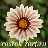 Гацания жестковатая (Gazania rigens F1) Kiss White Flame, 5 сем