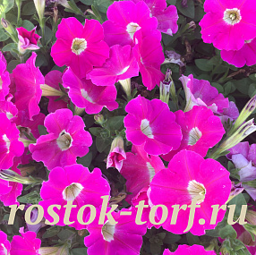 Петуния многоцветковая Petunia x hybrida My Love (Amore Mio) F1 Rose eye, 5 драже