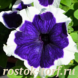 Петуния крупноцветковая (Petunia grandiflora) Hulahoop F1 Blue,10 драже