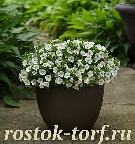 Калибрахоа Классик (Calibrachoa Classique) White, 3 драже