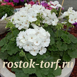 Пеларгония зональная (Pelargonium x hortorum F1) Nano White, 3 шт семян