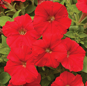 Big pack Петуния мелкоцветковая (Petunia milliflora) Picobella Red, 30 драже