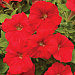 Big pack Петуния мелкоцветковая (Petunia milliflora) Picobella Red, 30 драже