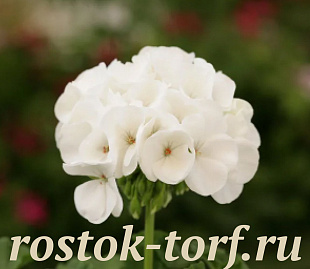 Пеларгония зональная (Pelargonium hortorum F2) Dancer White, 3 шт