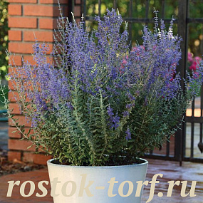 Перовския (Perovskia atriplicifolia) Blue Steele, 3 шт