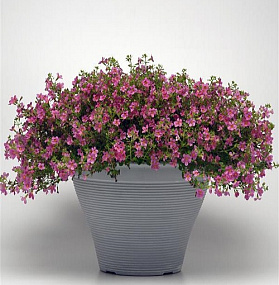 Бакопа сердцелистная (Bacopa cordata) Pinktopia, 3 мультидраже