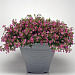Бакопа сердцелистная (Bacopa cordata) Pinktopia, 3 мультидраже
