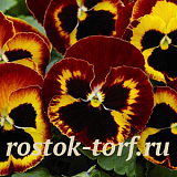 Виола виттрока (Viola wittrockiana) Mammoth™ Sangria Punch, 5 шт семян