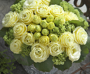 Эустома(Лизиантус) махровая (Eustoma grandiflorum) Croma F1 III Yellow, 5 драже