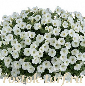 Big pack Петуния ампельная (Petunia pendolino F1) Pendolino White, 30 драже