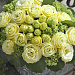 Эустома(Лизиантус) махровая (Eustoma grandiflorum) Croma F1 III Yellow, 5 драже