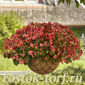 Бегония гибридная (Begonia x hybrida) Hula™Bicolor Red White, 3 драже
