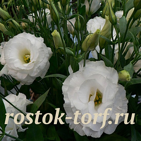 Эустома(Лизиантус) махровая (Eustoma grandiflorum) Arena Mont Blanc, 5 драже