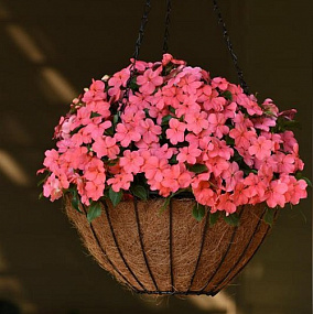 Бальзамин Уоллера (Impatiens walleriana F1) Beacon® Coral, 5 шт