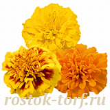 Бархатцы отклоненные (Tagetes patula)  Little Hero MIX, 10 очищ.семян