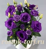 Эустома(Лизиантус) (Eustoma grandiflorum) Rosie Lavender Blue, 5 драже