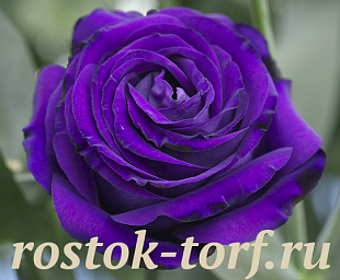 Эустома(Лизиантус) махровая (Eustoma grandiflorum) Croma F1 III Purple, 5 драже