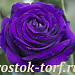 Эустома(Лизиантус) махровая (Eustoma grandiflorum) Croma F1 III Purple, 5 драже