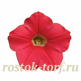 Петуния ампельная мелкоцветковая (Petunia trayling F1) Shock Wave Coral Crush, 5 драж