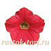 Петуния ампельная мелкоцветковая (Petunia trayling F1) Shock Wave Coral Crush, 5 драж