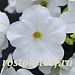 Петуния ампельная (Petunia trayling F1) E3 Easy Wave™ White, 5 драже